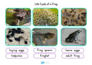 Life-Cycle-of-a-Frog-Photo-Cut-Out-Pack | Hollins Grundy Primary School